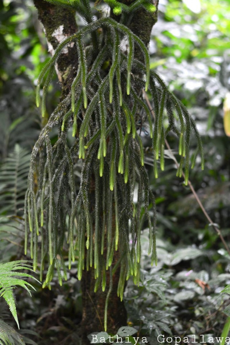 Phlegmariurus squarrosus  (G.Forst.) A.Löve & D.Löve